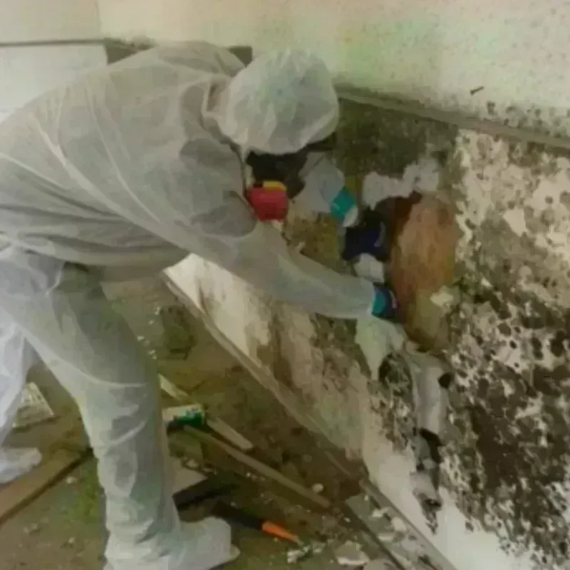 Mold Remediation and Removal in South Burlington, VT